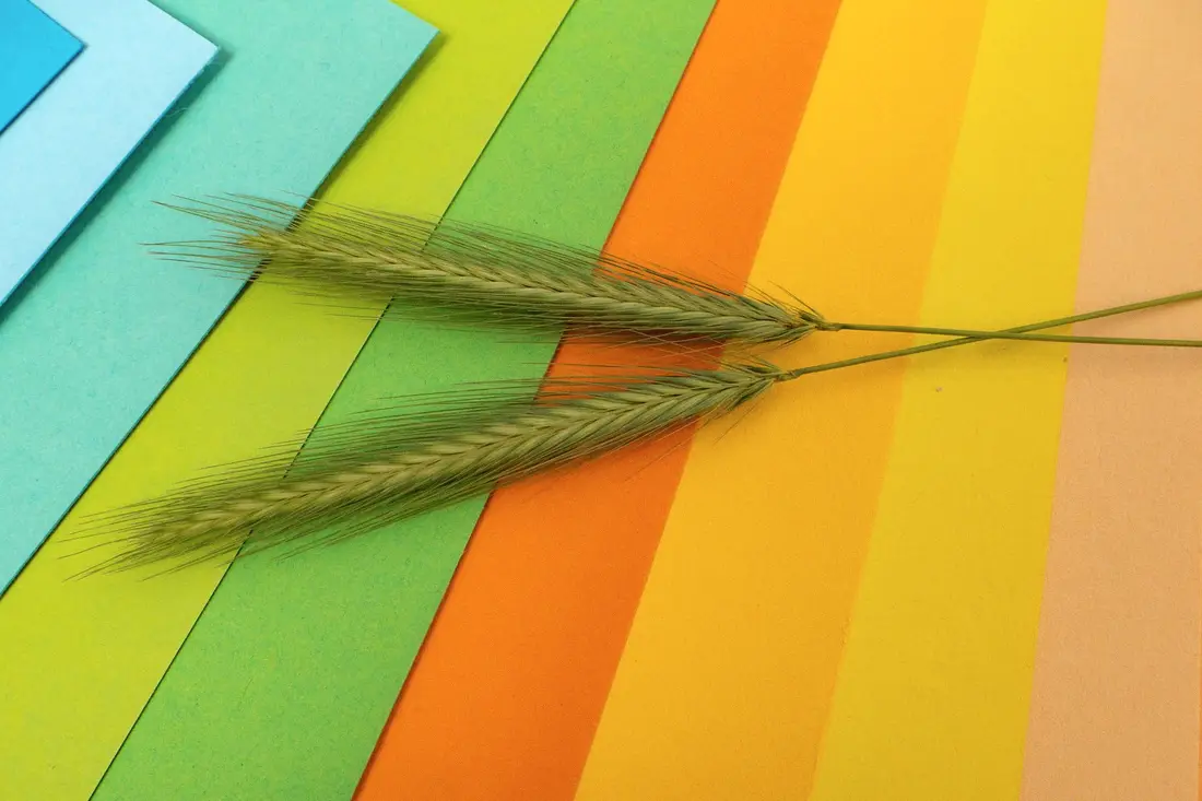 Printed papers used in a handmade card